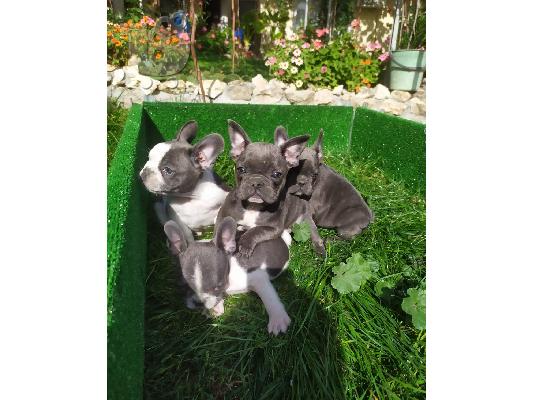 PoulaTo: French bulldog Blue