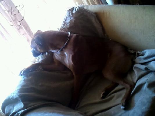 boxer