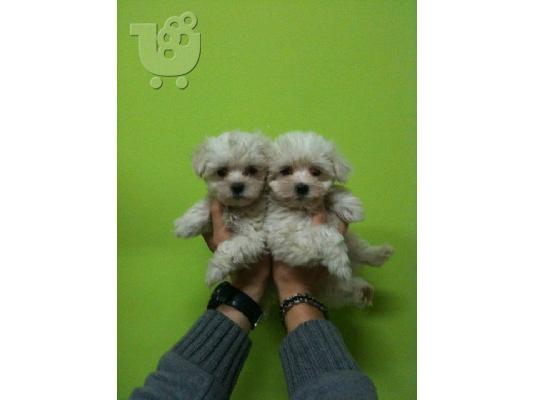 PoulaTo: MALTESE MINI
