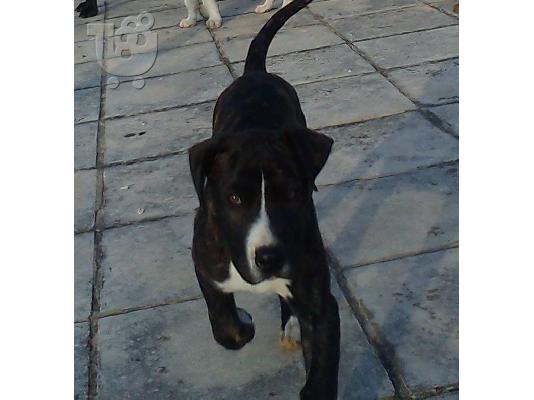 Bandog puppies