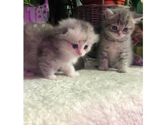 PoulaTo: Scottish Fold Kittens για Υιοθεσία