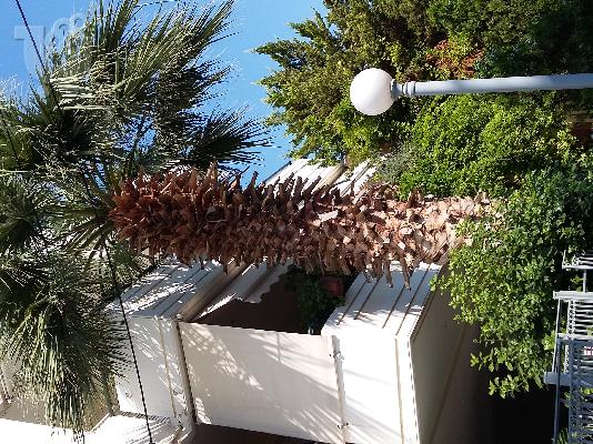 Φοίνικας Ουασιγκτόνιαν