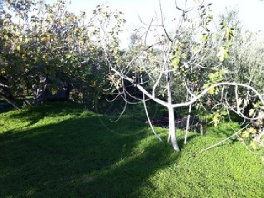 ΟΙΚΟΠΕΔΟ 13000ΤΜ