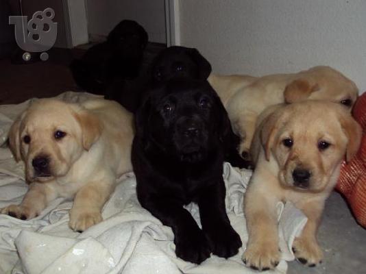 PoulaTo: labrador