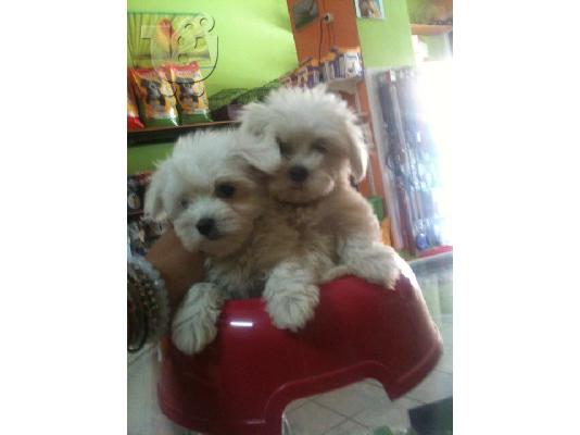 maltese mini