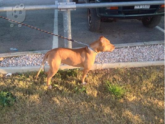 pit bull