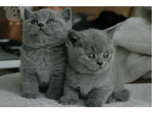 Νέοι όμορφο γατάκι britishshorthair