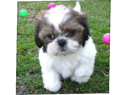 PoulaTo: Καλό Κοιτάζοντας κουτάβια Shih Tzu