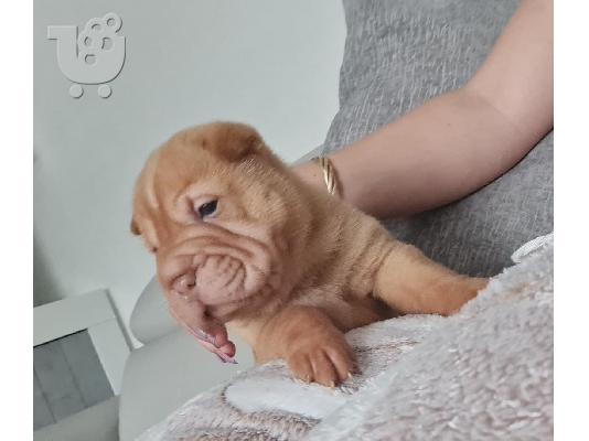 Εκπαιδευμένα κουτάβια Shar Pei έτοιμα να πάνε
