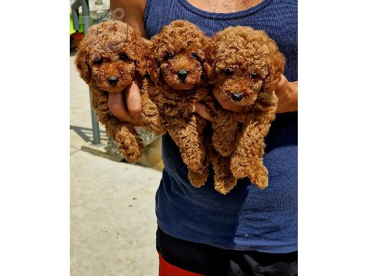 PoulaTo: Poodle mini red - Κανίς μίνι κόκκινα