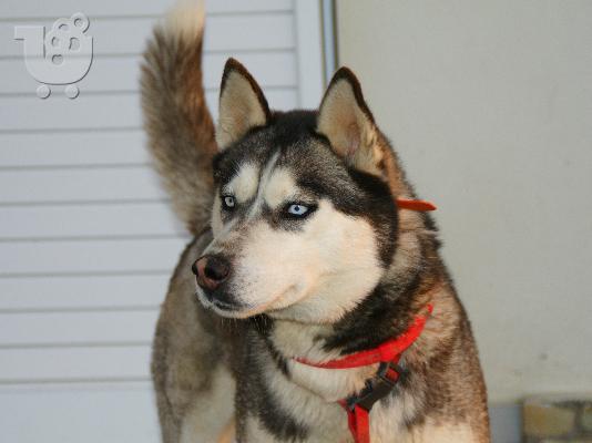 PoulaTo: ΧΑΣΚΙ Σιβηρίας (Siberian Husky)