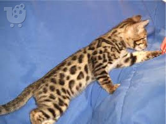 PoulaTo: Purebred Bengal Leopard Kittens