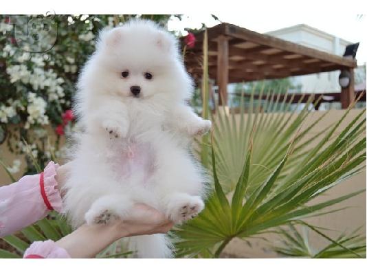 Όμορφα κουτάβια Pomeranian για καλό σπίτι