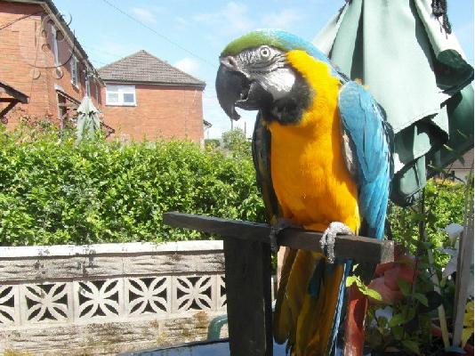 PoulaTo: Πουλάμε το μπλε & χρυσό macaw μας.