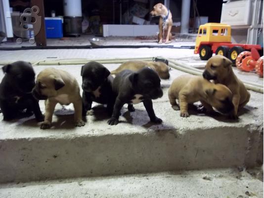 AMERICAN PIT BULL