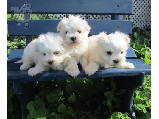 PoulaTo: maltese