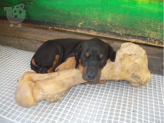 Doberman