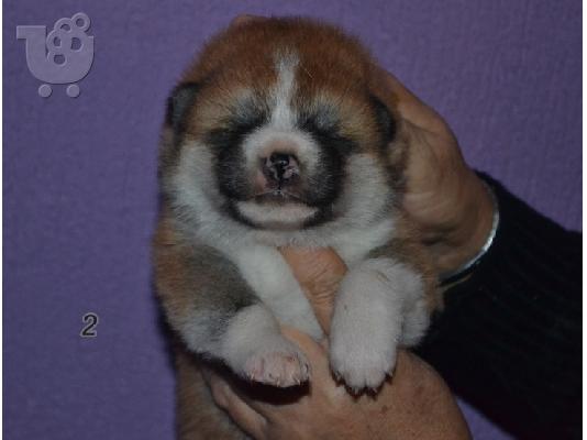Akita inu κουτάβια από την κορυφή αναπαραγωγής.
