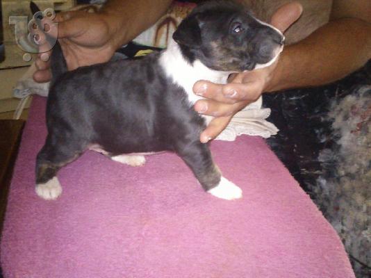 κουταβια bull terrier