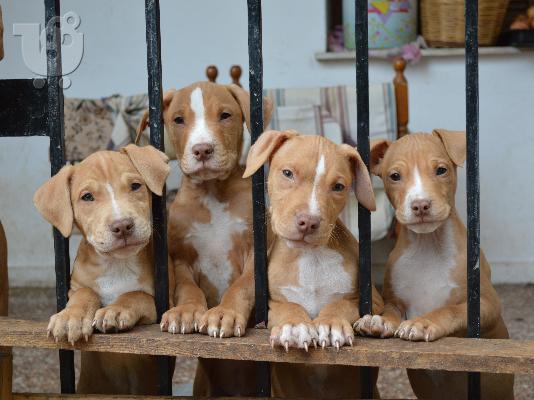 pit bull red nose