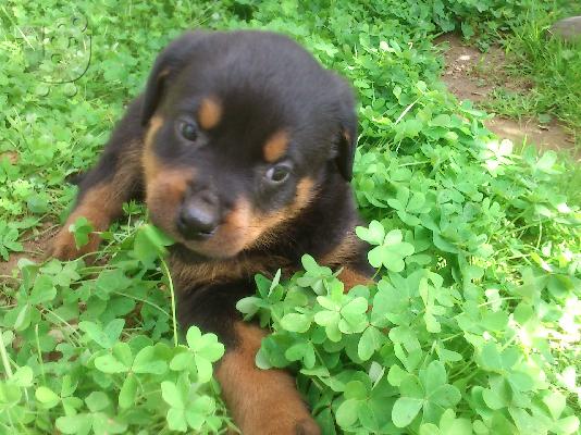 rottweiler