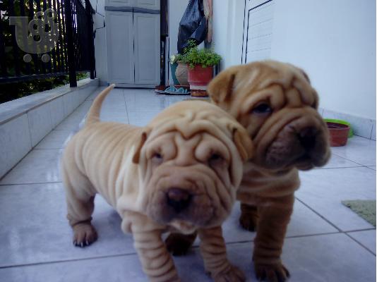 PoulaTo: ΠΩΛΟΥΝΤΑΙ SHARPEI