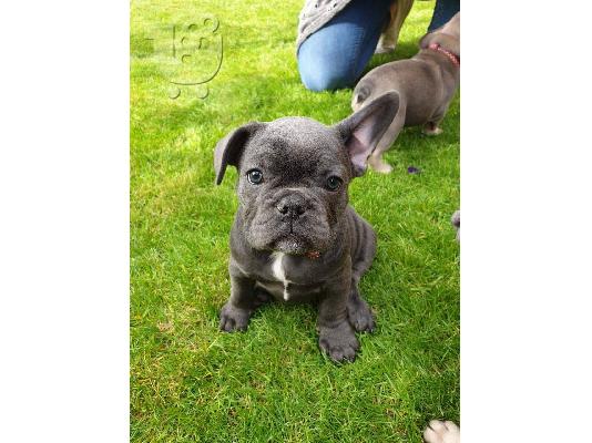 όμορφο γαλλικόBulldog έτοιμο για το νέο σπίτι τους