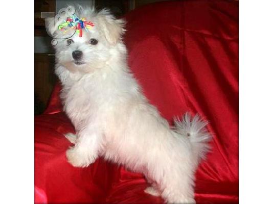 PoulaTo: Maltese mini