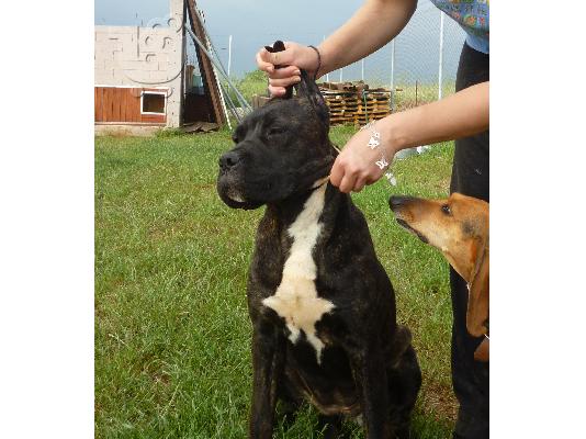 PoulaTo: Cane Corso