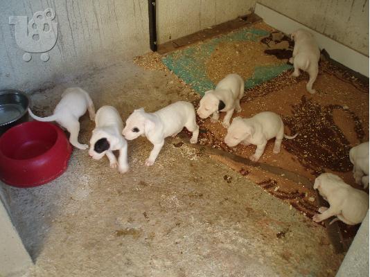 PoulaTo: Dogo Argentino