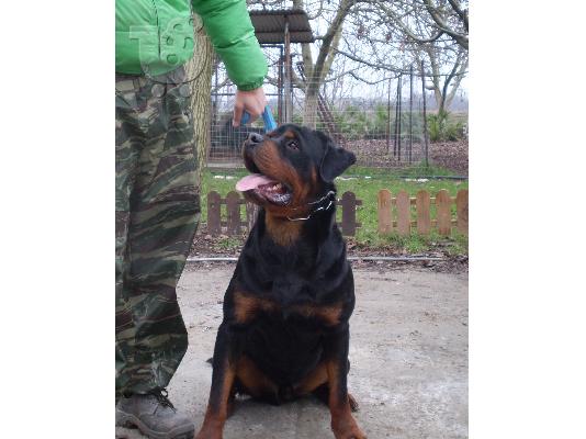 PoulaTo: πωλουνται κουταβια rottweiler