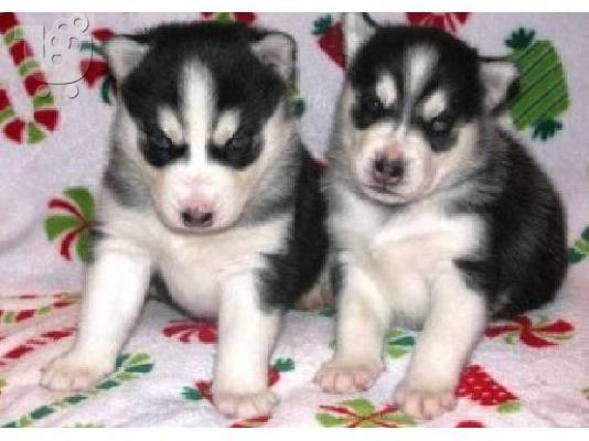 PoulaTo: Δύο Siberian Husky