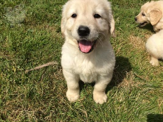 Εκπληκτικά Golden Retriever κουτάβια