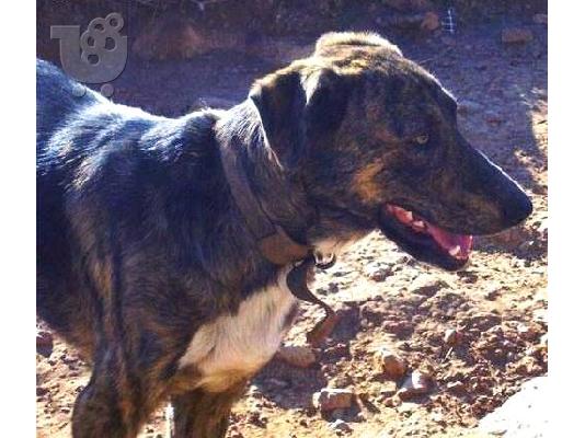 ΜΕΓΑΛΟΣΩΜΟ ΗΜΙΑΙΜΟ ΤΣΟΠΑΝΟΣΚΥΛΟ ΧΑΡΙΖΕΤΑΙ