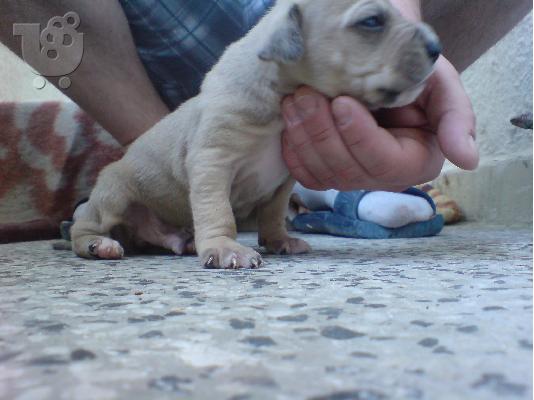 American pitbull terrier 