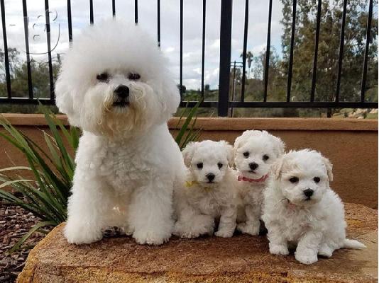 PoulaTo: Κουτάβια Bichon frize