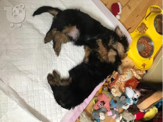 Τρία κουτάβια yorkie