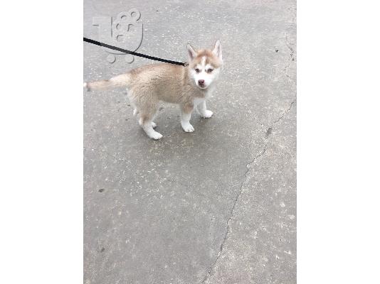 Διατίθενται όμορφα κουτάβια Pomsky.