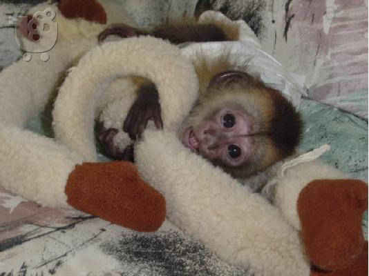 PoulaTo: Ómorfo Capuchin Monkey gia yiothesía steílte mas mínyma sto ...