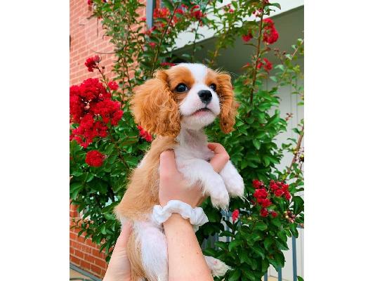 Έχω τα κουτάβια Cavalier King Charles Spaniel προς πώληση.