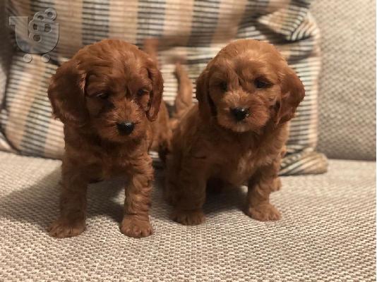 Πωλούνται καθαρόαιμα κουτάβια Cavapoo