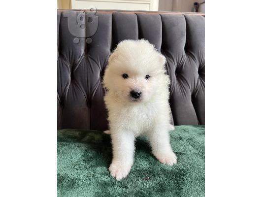 PoulaTo: Κουτάβια Samoyed