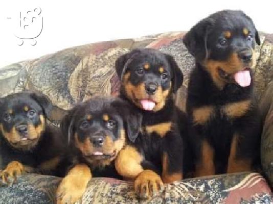 PoulaTo: ROTTWAILER