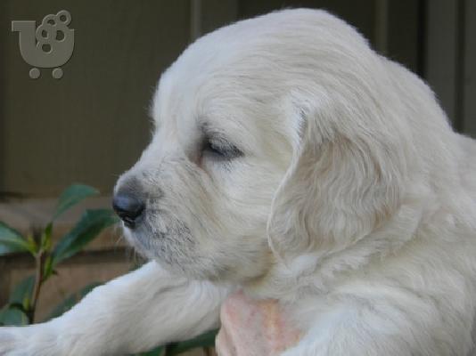 LABRADOR PUPPIES
