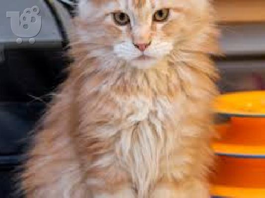 Maine Coon Kittens