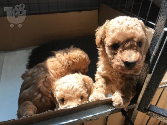 Όμορφα κουτάβια PatterpooToy Poodle