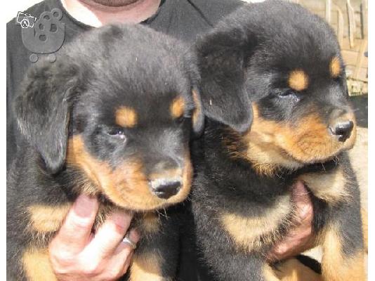ROTTWEILER KOYTABI