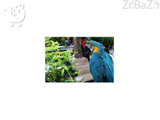 Set ble kai kítrinou papagálou Macaw katá tin yiothétisi.