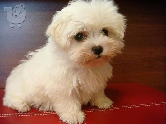 PoulaTo: maltese toys mini