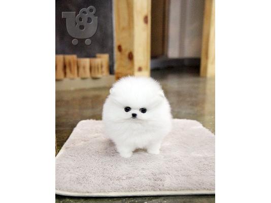 PoulaTo: Pomeranian κουτάβια